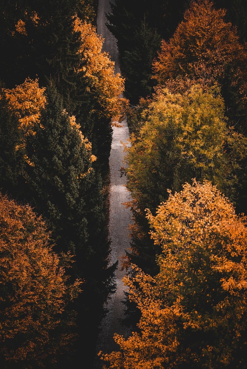Forest Hikes